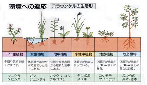 草類植物|草の一覧